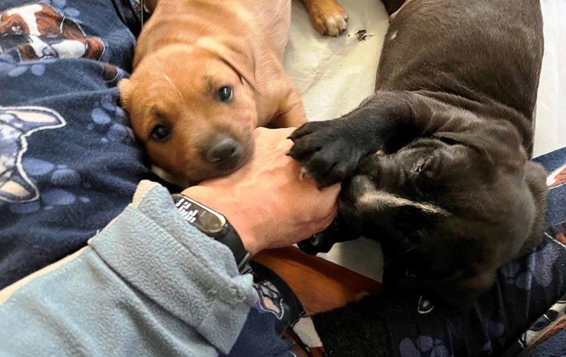 Foster pups Cheerio and Pops, gnawing on my hands