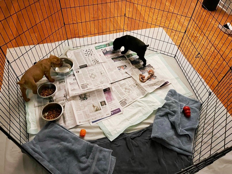 Pops and Cheerio in their clean, new pen. Not for long...