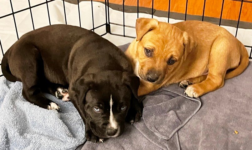 Foster puppies, Pops and Cheerio resting up